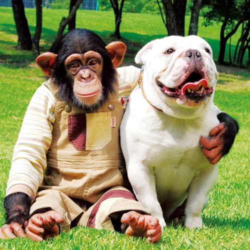 【日本文化】狗狗阿占和猩猩阿笨的大冒险