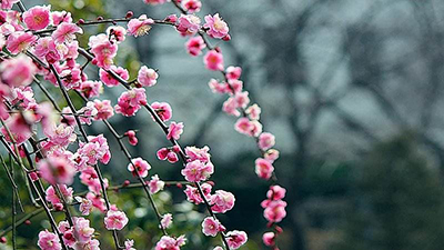 日语常用单词之春夏秋冬的其他表现方式