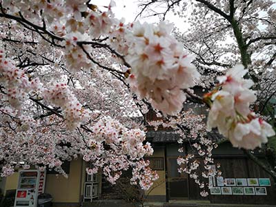 日语初学者看动漫学日语是否可行